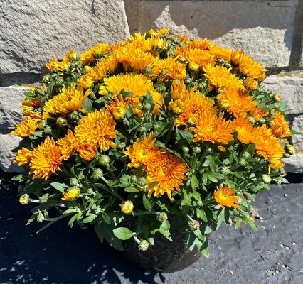 FALL MUM 8IN FALL MUM 8IN