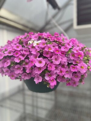HANGING BASKET JUST PINK HANGING BASKET JUST PINK