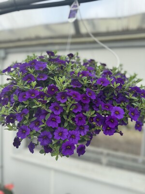 HANGING BASKET JUST PURPLE HANGING BASKET JUST PURPLE